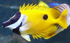 rabbitfish