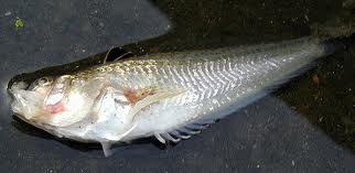 weever fish