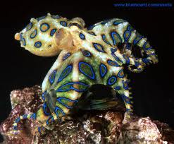 small blue-ringed octopus