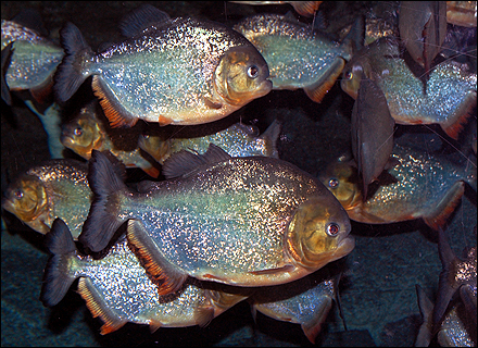piranhas usually hunt in groups