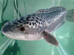 snakehead fish