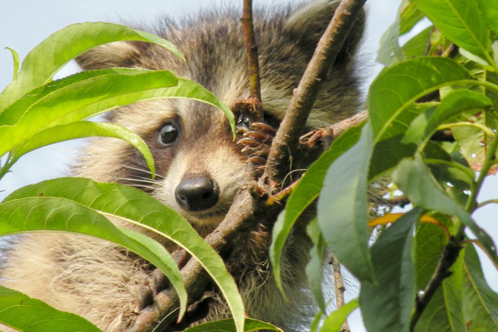 The Best Homemade Peach Brandy Recipe Delishably