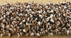 Goose barnacles are weird crustaceans living in colonies on floating plastic trash
