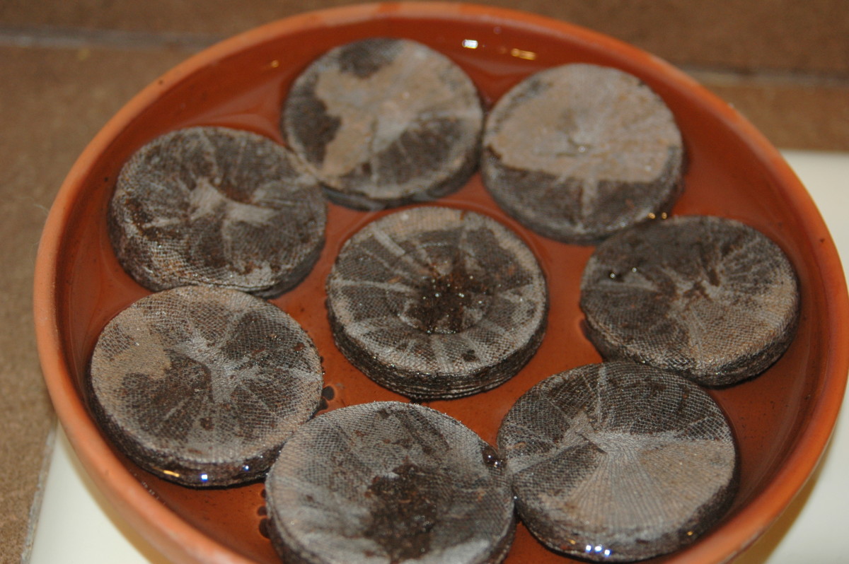 Peat pellets that expand to hold seeds