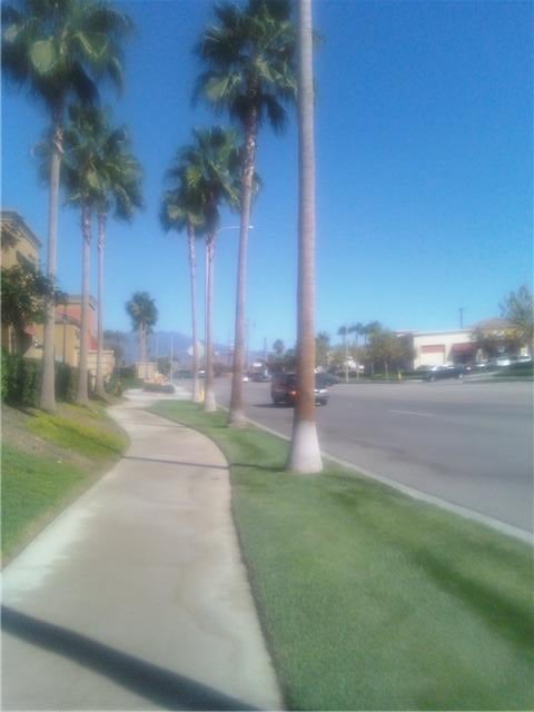 People still love the look of palm trees, so many shopping centers continue with this landscaping theme along streets.