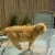 Ginger cat standing on a glas table