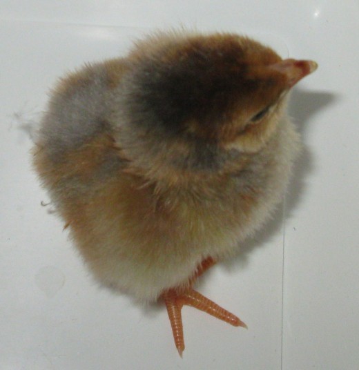 A Rare Heritage Blue Laced Red Wyandotte chick