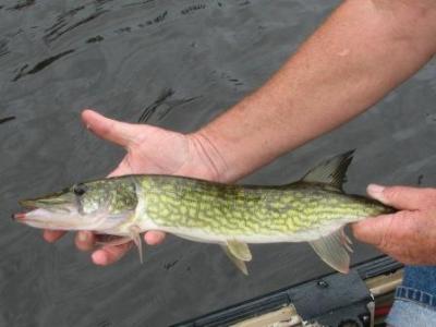 The chain-link pattern is visible on this small pickerel. The chain-link pattern is visible on this small pickerel.