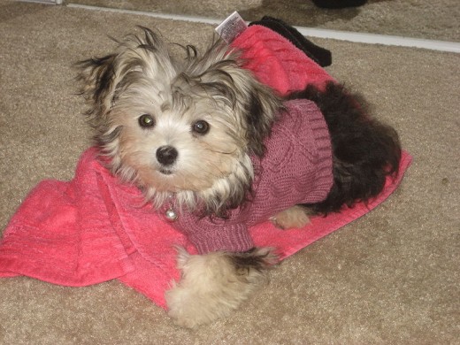 A "morkie," a cross between a Yorkshire Terrier and a Maltese