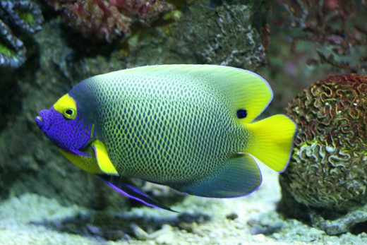 The Blueface Angelfish is an example of a marine fish that reaches large proportions and has special dietary requirements. 