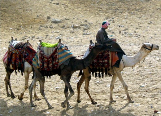 Camels at the pyramids of Giza.