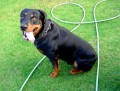 Rottweiler Dog Facts and Puppy Information