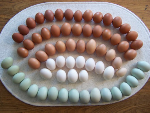 A palate of eggs.  From Penedesencas, Welsummers,Barnevelders, Marans, Wyandottes, Chanteclers, Andalusians, Sumatras, & Ameraucanas!