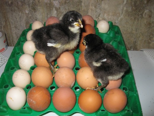 Two black Penedesenca Chicks on Black Penedesenca eggs