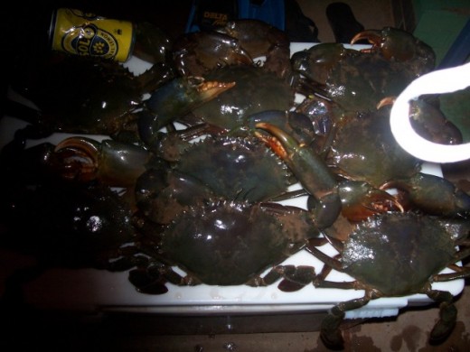 catching  crabs  at Onslow