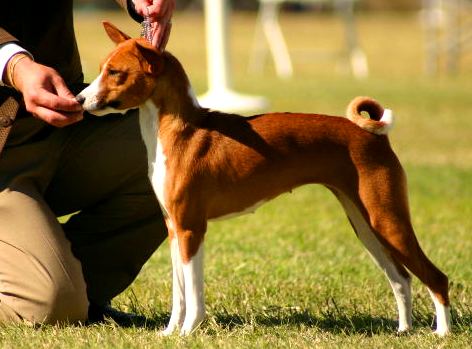 The Basenji Dog - Basenji Hound Dog