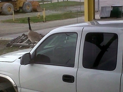 This goose decided to make himself at home on top of Ray's hood this morning.