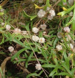 Parasitic wild flowers of Tenerife: Dodder and Cytinus hypocistis