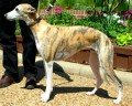 Whippet Dog Breed Facts and Whippet Information