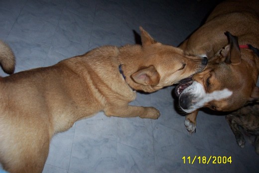 Bruno and Brandy playing