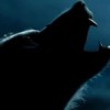 wolfboy profile image