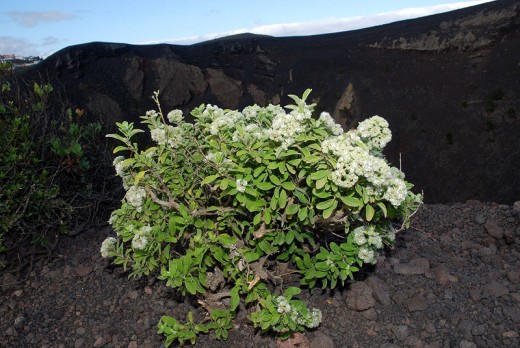 Bystropogon origanifolius, Volcan San Antonio, La Palma, Spain