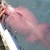 Photo of a Colossal Squid Photo of a Colossal Squid