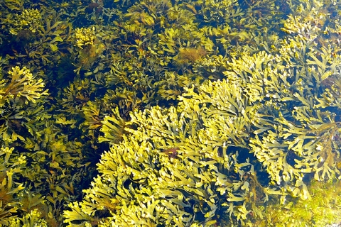 Brown Seaweed
