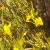 rooibos plant rooibos plant