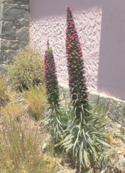 Tenerife herbs: Echium the Canarian Viper's Bugloss or Tajinaste