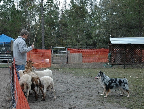 Title: Jax on Sheep Attribution License - http://creativecommons.org/licenses/by/2.5/ Photographer:  agiledogs 