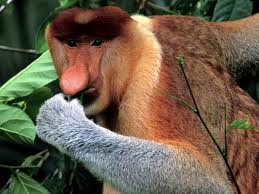 Proboscis monkey