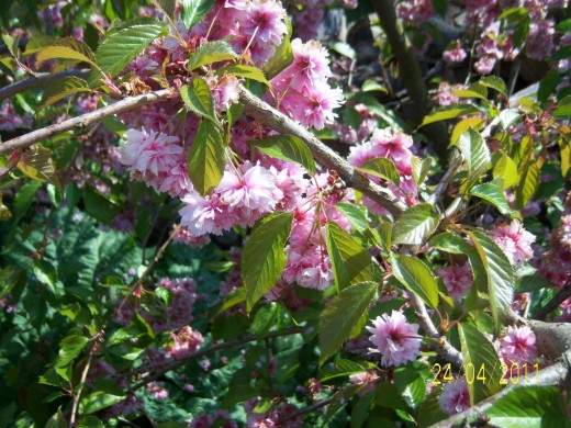 The Ornamental Cherry in blossom