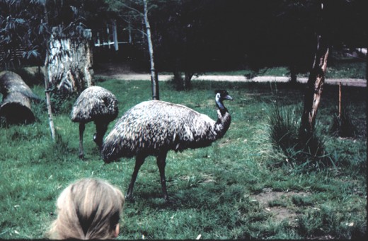 Emu - circa 1971 via 35 mm transparency.  Copyright - Agvulpes