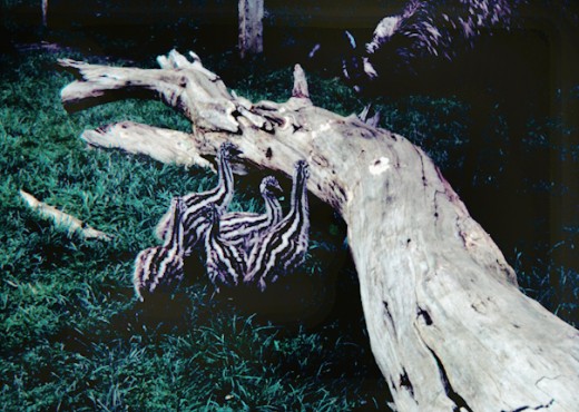 Emu chicks looking for Mum - image taken 1971 and via 35mm transparency. Copyright -  Agvulpes