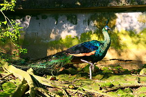 The Green Peacock