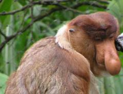Weird Animals - the Proboscis Monkey  hubpages
