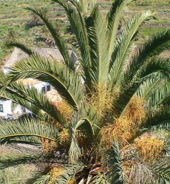 Tenerife herbs: Canary Islands Date Palm