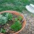 Angled Tea Cup Will Fit Snuggly Among the Herbs When They Are Mature Angled Tea Cup Will Fit Snuggly Among the Herbs When They Are Mature