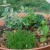 Pineapple Mint, Chocolate Mint, Stevia, Lemon Balm, Chamomile, Wild Mint Pineapple Mint, Chocolate Mint, Stevia, Lemon Balm, Chamomile, Wild Mint