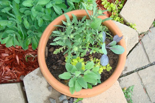 This planter has blanket flower and black eyed Susan started from seed, last year and transplanted into a pot this year.