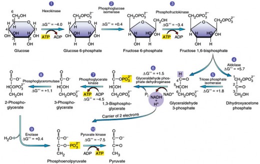 The ten enzymes-catalyzed reactions of glycolysis