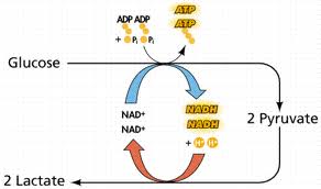 Lactate fermentation pathway
