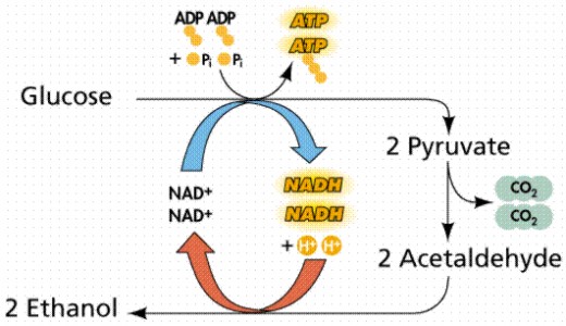 Ethanol fermentation pathway