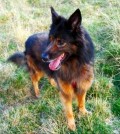 Belgian Shepherd Dog Breed Facts and Information