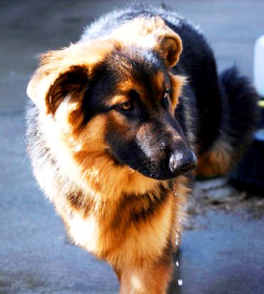 The Belgian Sheepdog