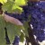 Purple wine grape photo courtesy of sxc.hu Purple wine grape photo courtesy of sxc.hu
