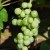 Wine grape photo courtesy of sxc.hu Wine grape photo courtesy of sxc.hu