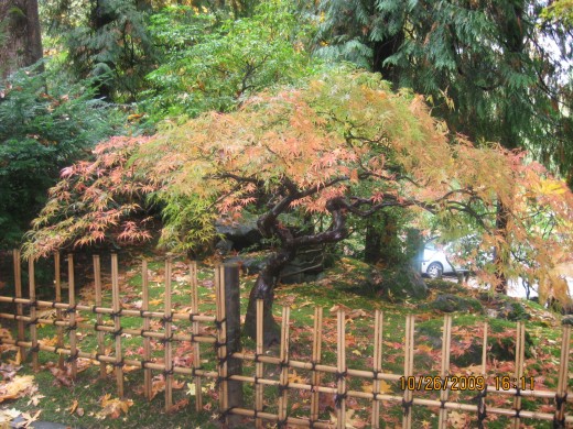 Fall spectacular color display of the Japanese maples