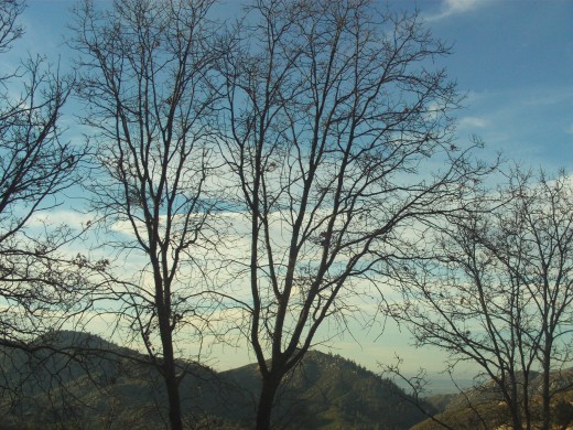 The barren tree of winter.